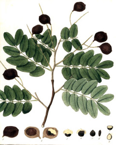 Copaifera coriacea Sapucaia tree